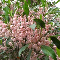 Blueberry Ash