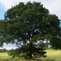 English Oak