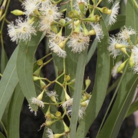 Eucalyptus crebra
