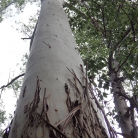 Eucalyptus grandis Flooded Gum