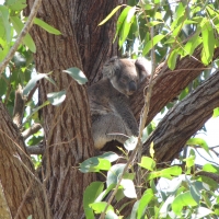 Tallowwood is a favourite tree for koalas