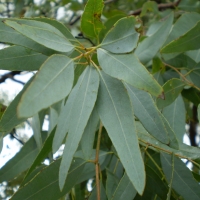 Leaf of Eucalyptus staigeriana, lemon ironbark. – Location: Northern New South Wales, Australia. Cultivated tree. By John Moss [Public domain], from Wikimedia Commons