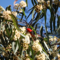 Scarlet honeyeater feeding on forest red gum flowers