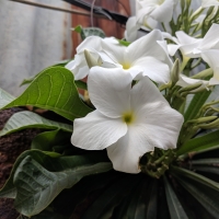 frangipani evergreen By Vengolis [CC BY 4.0 (https://creativecommons.org/licenses/by/4.0)], from Wikimedia Commons