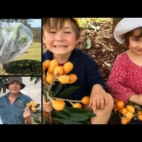 Video Fruit Fly Exclusion Net for Fruit fly bats and birds