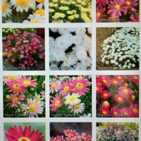 Group photo of mixed Federation Daisies