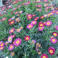 Summit Red Federation Daisy