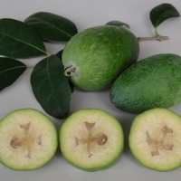 Feijoa μεγάλο οβάλ