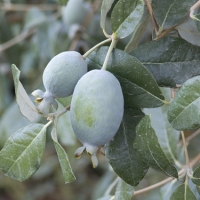 Feijoa Nazematze