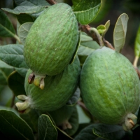 Feijoa on Fruit Tree By Jocelyn Kinghorn [CC BY-SA 2.0 (https://creativecommons.org/licenses/by-sa/2.0/)] From Flickr https://flic.kr/p/nnoMtP