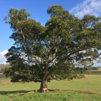 Morten Bay Fig at Collins Creek Kyogle