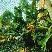 Fiddle leaf fig growing vigorously in Doha airport indoor rainforest 
