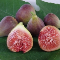 Fig Blue Provence By DaleysFruit.com.au [All Rights Reserved]