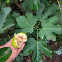 Excel Fig halved to show amber flesh beside leaves