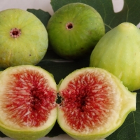 Fig - Picone By DaleysFruit.com.au [All Rights Reserved]