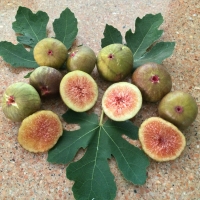 Fig - Prestons prolific By DaleysFruit.com.au [All Rights Reserved]