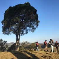 The one on the left is the dead original tree but the fig has dropped a root go the ground which is why it is so straight the perfect canopy is of 360 degree light we saw this on our Daleys walk