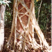 Ficus watkinsiana