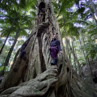 Strangler figs are an amazing spectacle in Australian Rainforests