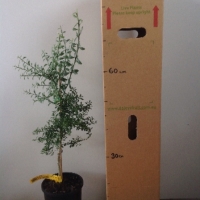 Finger Lime - Alstonville For Sale (Size: Large) (Grafted)