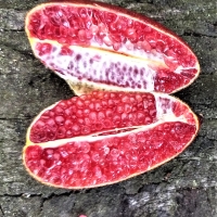 Finger Lime Byron Sunrise by Erin all rights reserved via Erin