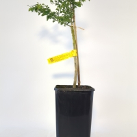 Finger Lime - Yellow For Sale