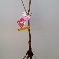 Flowering Cherry - Sekiyama - Kanzan For Sale (Large)