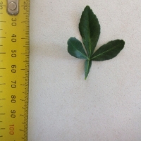 Leaf of the Flying dragon rootstock