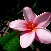 Frangipani Pink By Rufino [CC BY-SA 2.0 (https://creativecommons.org/licenses/by-sa/2.0/)] From Flickr https://flic.kr/p/oqfn4