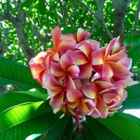 Tricolour Frangipani at Kyogle By DaleysFruit.com.au [All Rights Reserved]