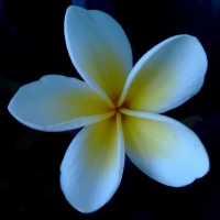 frangipani White By Muhammad Shoaib Qureshi [CC BY-SA 2.0 (https://creativecommons.org/licenses/by-sa/2.0/)]