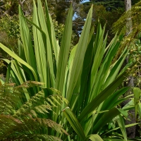Pauline https://commons.wikimedia.org/wiki/File:Doryanthes_palmeri_1.jpg#/media/File:Doryanthes_palmeri_1.jpg