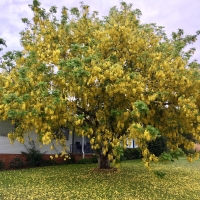 Golden Shower in Kyogle