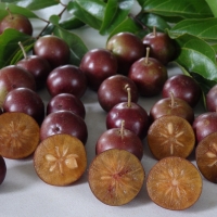 Governors plum fruit By DaleysFruit.com.au [All Rights Reserved]