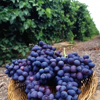 Grape Autumn Royal compliments of JN Nutrition