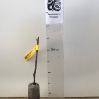 Grape - Black Muscat Hamburg For Sale (Size: Medium Bare Root) (Cutting Grown)