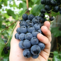 Grape - Chambourcin