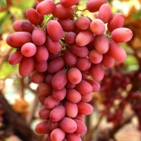 Grape - Crimson Seedless 