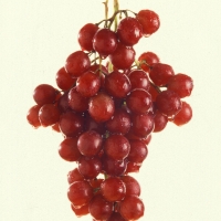 Grape - Flame Seedless 