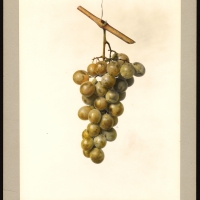 Grape Golden Muscat