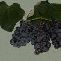 A bunch of Isabelle black grapes By DaleysFruit.com.au [All Rights Reserved]