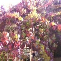 Grape Ornamental Crimson Glory compliment of pinterest