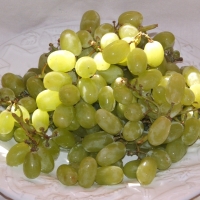 Grape - Sultana H5  (Grafted)