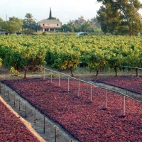 currants drying