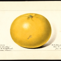 Drawing of Marsh Seedless variety of grapefruits By English: Steadman, Royal Charles, b. 1875 [Public domain], via Wikimedia Commons