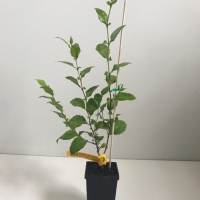 Graptophyllum - Holly-leaved For Sale (Medium)