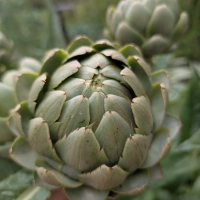 Flower bud of the Green Globe Artichoke By DaleysFruit.com.au [All Rights Reserved]