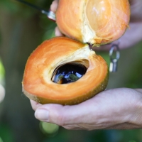 Green Sapote close up of the fruit against a hand to show the size of the fruit and the seed as it is cut open By DaleysFruit.com.au [All Rights Reserved]