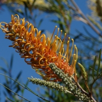 Grevillea Honey Gem compliments of Australian plants online