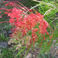 Grevillea Ned Kelly compliements of tc plants